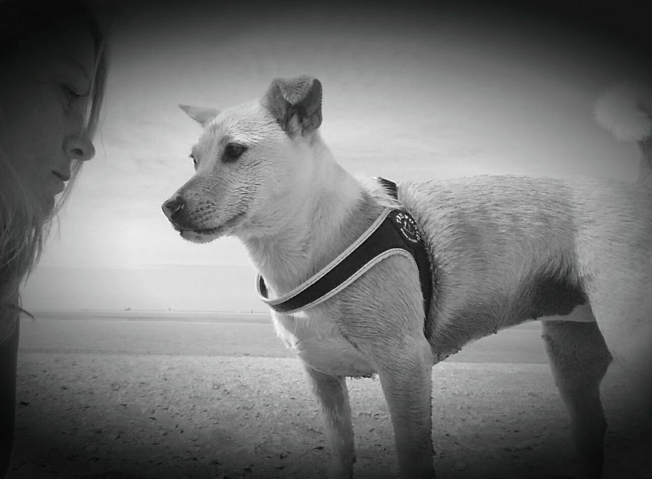 Shiba, Chantals hond